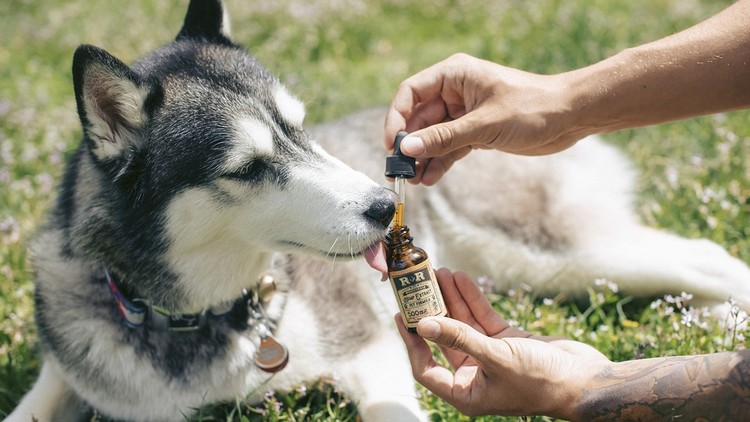 Die Natur als Heilmittel: Herbal Supplements für Ihren treuen Freund