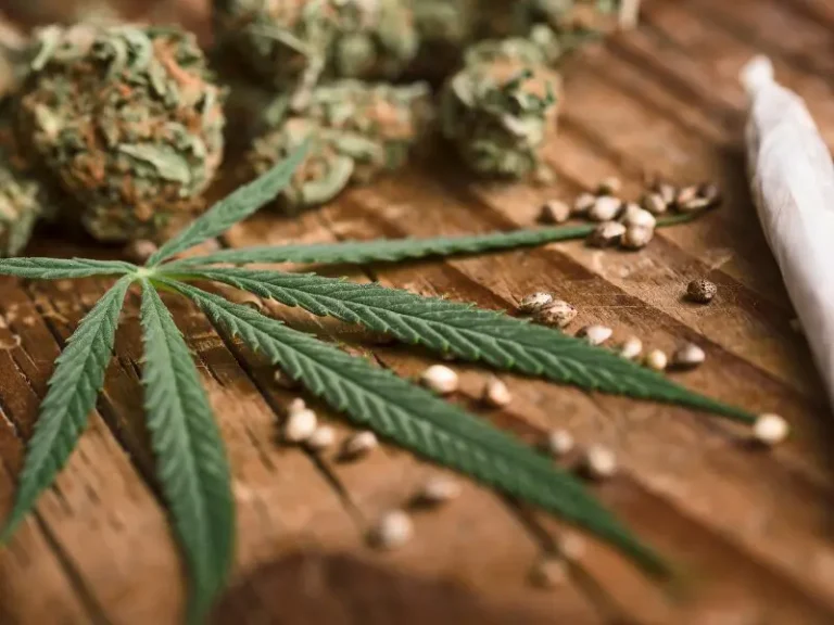 Cannabis Keimungsmethoden: Von der Keimung im Wasserglas bis zum Papiertuch